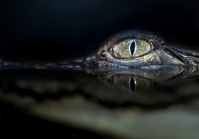 鳄鱼眼